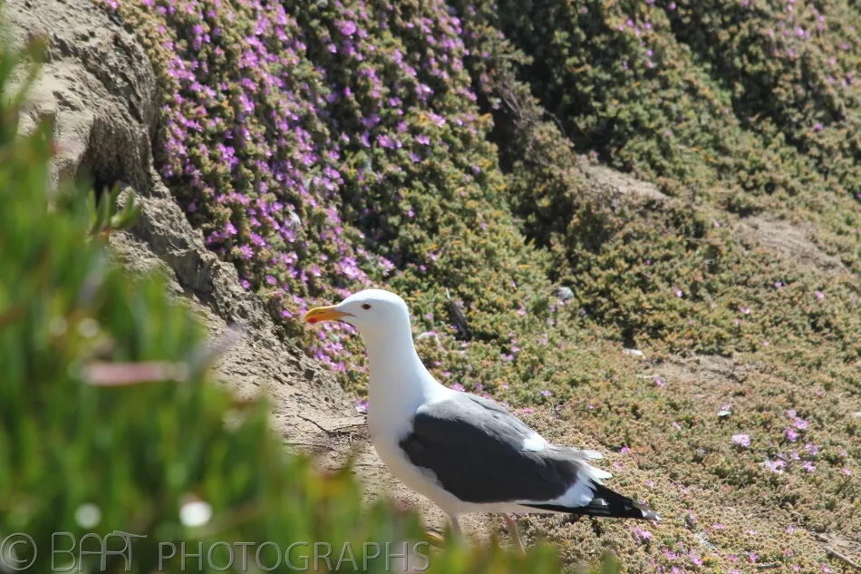 San Diego - La Jolla-6
