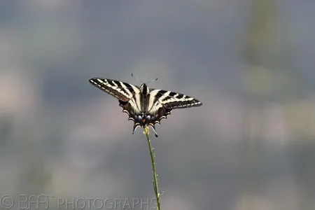 San Diego - Palomar Mountain-1