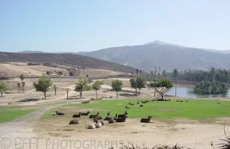 California-5