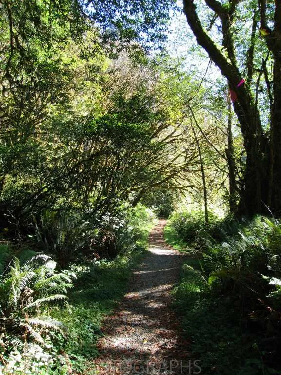 Oregon & California - Coos bay & Redwood National Park-2