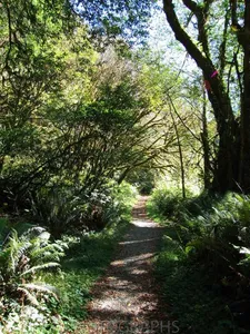 Oregon & California - Coos bay & Redwood National Park-2