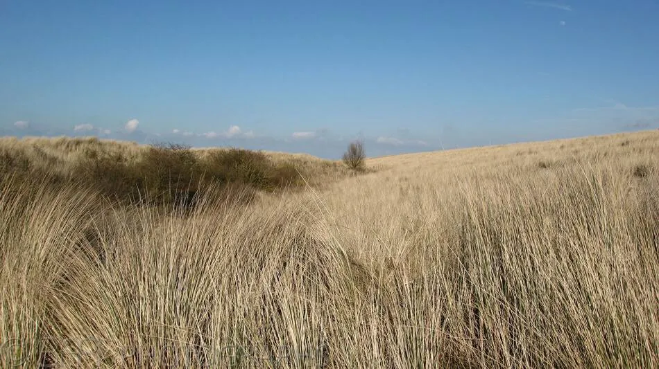 Kinderdijk-0