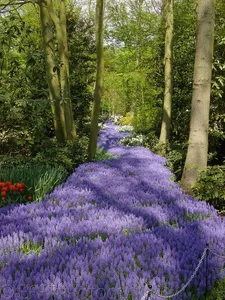 Lisse - Bloemenpark Keukenhof-1