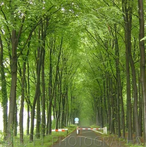 Oosterbeek-0