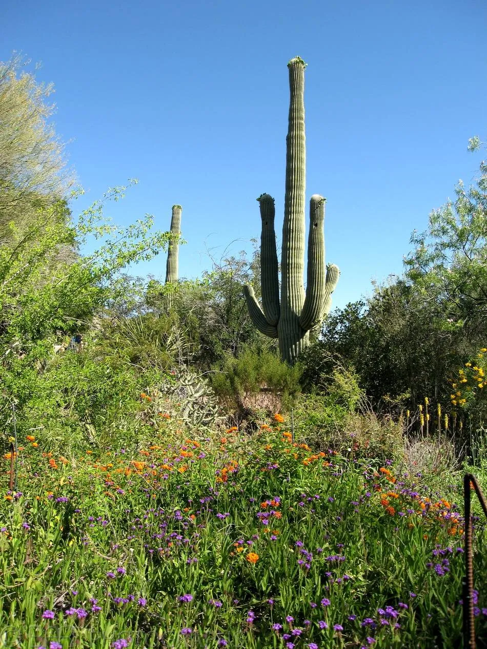 Arizona - Phoenix-0
