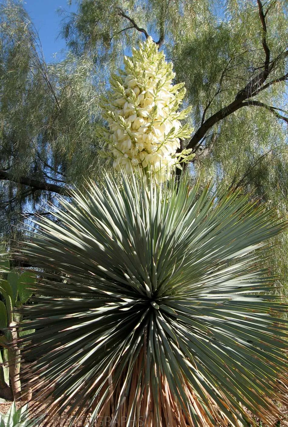Arizona - Phoenix-1