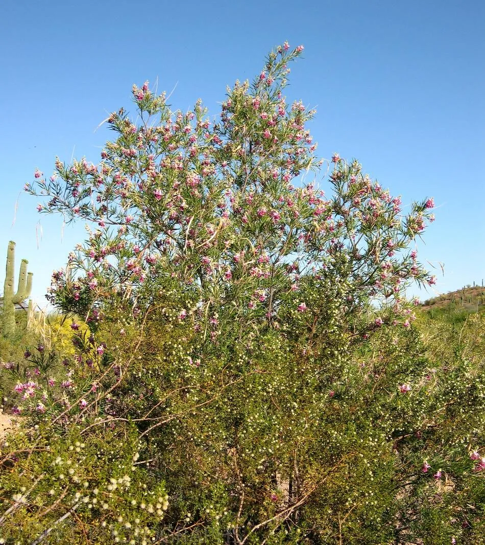 Arizona - Phoenix-3