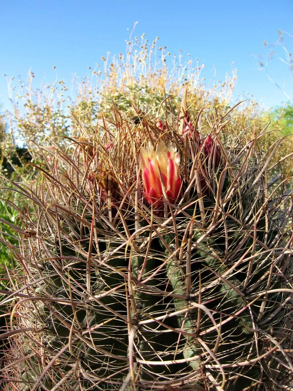 Arizona - Phoenix-4