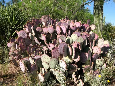 Arizona - Phoenix-5